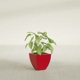 Lima Tapered Square fiberglass planter in Gloss Red, shown planted, in a sunlit interior