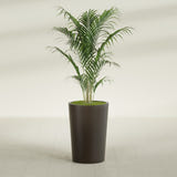 Tegel Round Tapered fiberglass planter in Matte Dark Brown, shown planted, in a sunlit interior