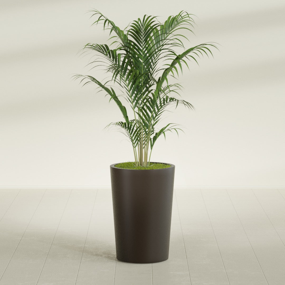 Tegel Round Tapered fiberglass planter in Matte Dark Brown, shown planted, in a sunlit interior