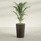 Tegel Round Tapered fiberglass planter in Matte Dark Brown, shown planted, in a sunlit interior