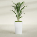 Tegel Round Tapered fiberglass planter in Gloss Bright White, shown planted, in a sunlit interior