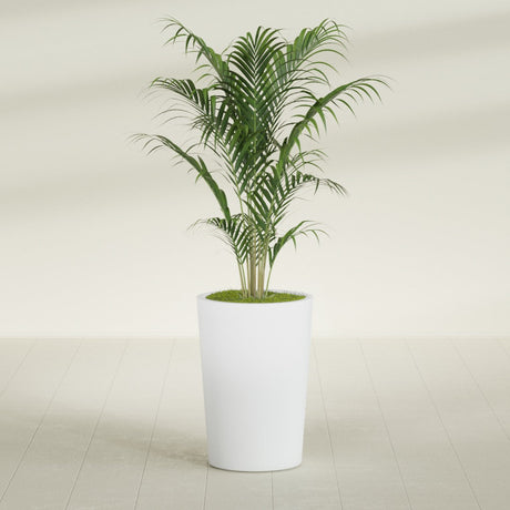 Tegel Round Tapered fiberglass planter in Gloss Bright White, shown planted, in a sunlit interior