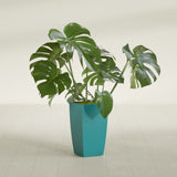 Toulan Tapered Square fiberglass planter in Satin Seafoam Green, shown planted, in a sunlit interior