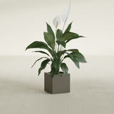 Montroy Cube fiberglass planter in Matte Bronze, shown planted, in a sunlit interior