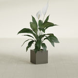 Montroy Cube fiberglass planter in Matte Bronze, shown planted, in a sunlit interior