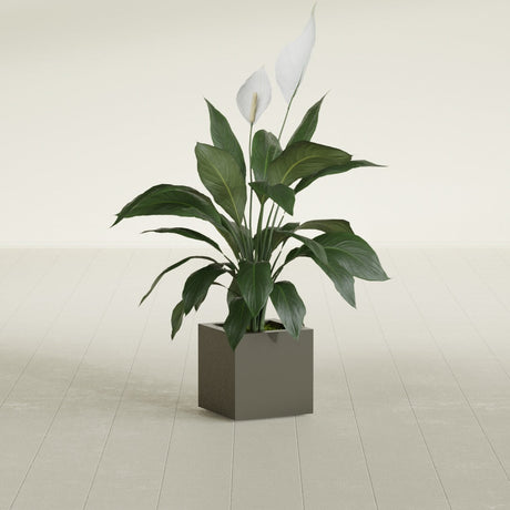 Montroy Cube fiberglass planter in Matte Bronze, shown planted, in a sunlit interior