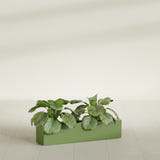 Salon Narrow Rectangular Box fiberglass planter in Satin Green, planted, in a sunlit interior