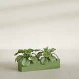 Salon Narrow Rectangular Box fiberglass planter in Satin Green, planted, in a sunlit interior