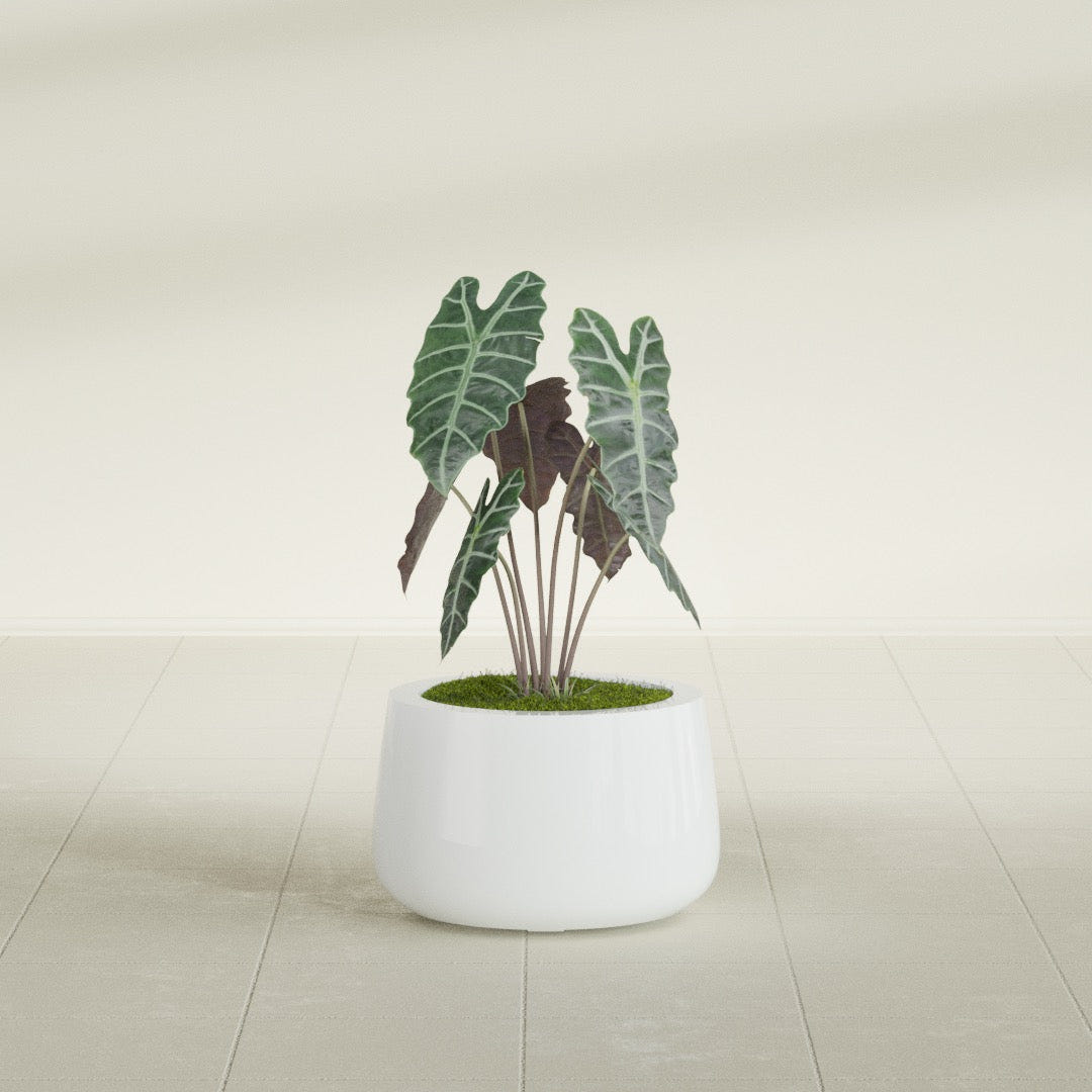 Short Hayden Bowl fiberglass planter in Matte Bright White, shown planted, in a sunlit interior