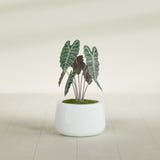 Short Hayden Bowl fiberglass planter in Matte Bright White, shown planted, in a sunlit interior