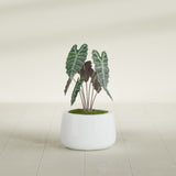 Short Hayden Bowl fiberglass planter in Matte Bright White, shown planted, in a sunlit interior