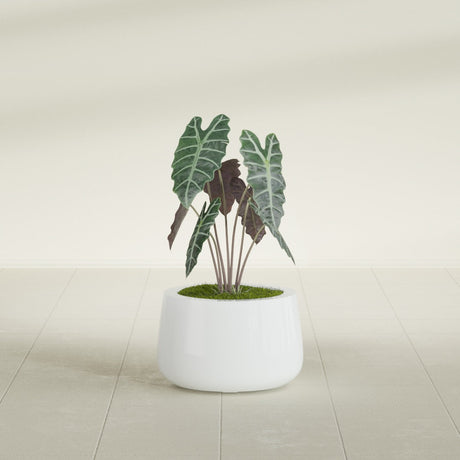 Short Hayden Bowl fiberglass planter in Matte Bright White, shown planted, in a sunlit interior