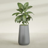 Saigon Tall Round Tapered fiberglass planter in Matte Gunmetal, planted, in a sunlit interior