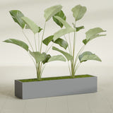 Cuba Low Rectangular fiberglass planter in Matte Gunmetal, planted, in a sunlit interior