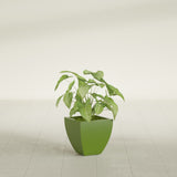 Lima Tapered Square fiberglass planter in Satin Green, shown planted, in a sunlit interior