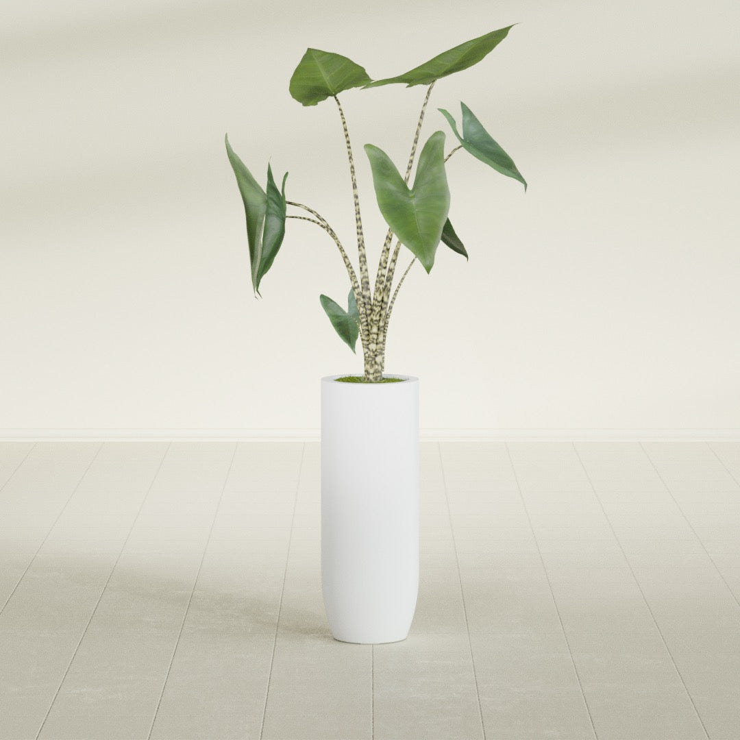 Saint Tropez Bullet Round fiberglass planter in Gloss Bright White, shown planted, in a sunlit interior