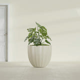 Santa Barbara Fluted Round fiberglass planter in Satin Beige, shown planted, in a sunlit interior