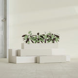 Salon Box fiberglass planter in Satin Beige, size range, in a sunlit interior