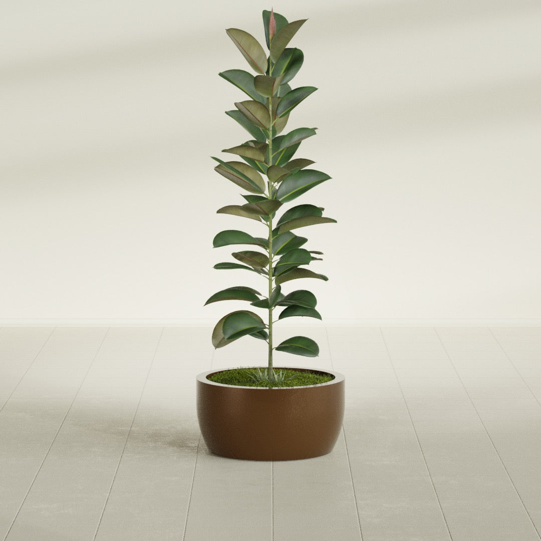 Casablanca Bowl fiberglass planter in Metallic Bronze, shown planted, in a sunlit interior