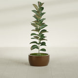 Casablanca Bowl fiberglass planter in Metallic Bronze, shown planted, in a sunlit interior