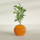 Globe fiberglass planter in Gloss Tangerine, shown planted, in a sunlit interior