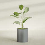Rio Grande Cylinder fiberglass planter in Matte Gunmetal, shown planted, in a sunlit interior