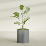 Rio Grande Cylinder fiberglass planter in Matte Gunmetal, shown planted, in a sunlit interior