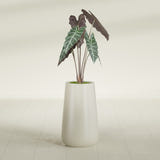 Saigon Tapered Round fiberglass planter in Satin Beige, shown planted, in a sunlit interior