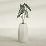 Saigon Tapered Round fiberglass planter in Satin Beige, shown planted, in a sunlit interior