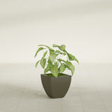 Lima Tapered Square fiberglass planter in Matte Bronze, shown planted, in a sunlit interior