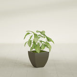 Lima Tapered Square fiberglass planter in Matte Bronze, shown planted, in a sunlit interior