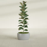 Casablanca Bowl fiberglass planter in Metallic Silver, shown planted, in a sunlit interior