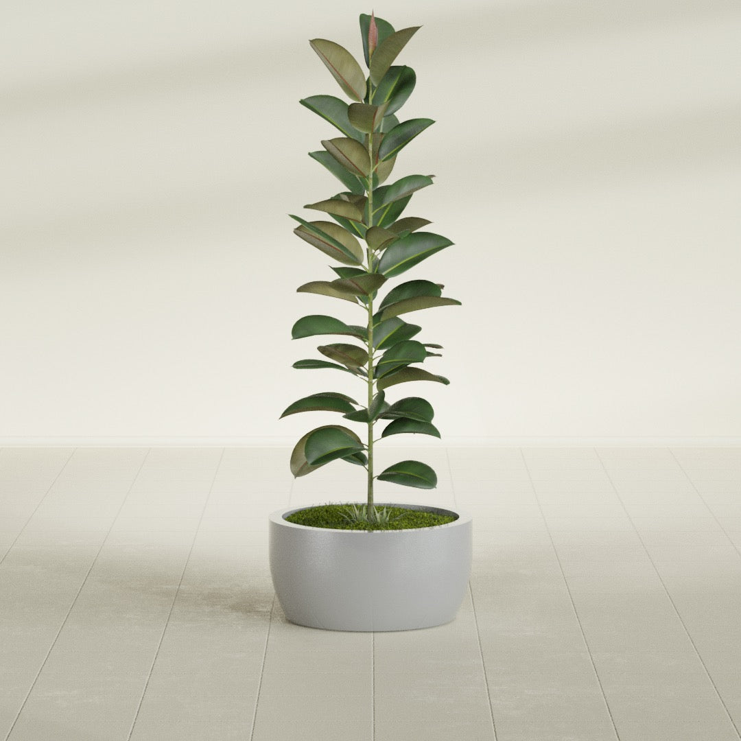 Casablanca Bowl fiberglass planter in Metallic Silver, shown planted, in a sunlit interior