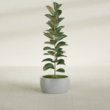 Casablanca Bowl fiberglass planter in Metallic Silver, shown planted, in a sunlit interior