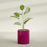 Rio Grande Cylinder fiberglass planter in Gloss Eggplant, shown planted, in a sunlit interior