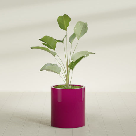 Rio Grande Cylinder fiberglass planter in Gloss Eggplant, shown planted, in a sunlit interior