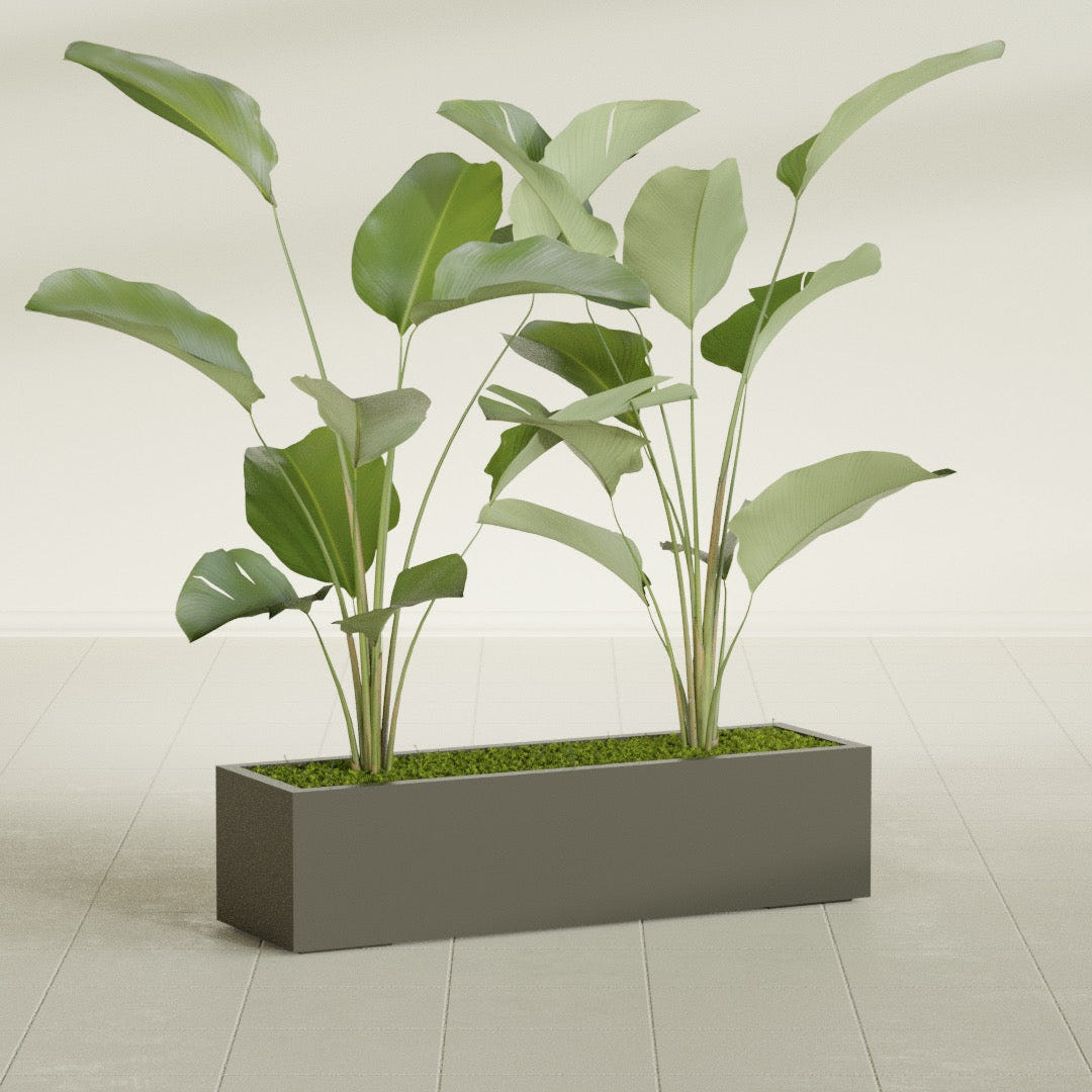 Cuba Low Rectangular fiberglass planter in Matte Bronze, shown planted, in a sunlit interior