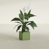 Montroy Cube fiberglass planter in Satin Green, shown planted, in a sunlit interior