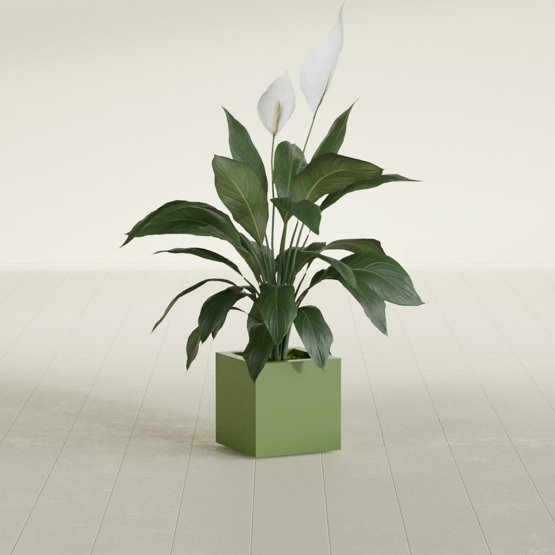 Montroy Cube fiberglass planter in Satin Green, shown planted, in a sunlit interior