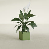 Montroy Cube fiberglass planter in Satin Green, shown planted, in a sunlit interior