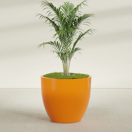 Wannsee Round fiberglass planter in Gloss Tangerine, planted, in a sunlit interior