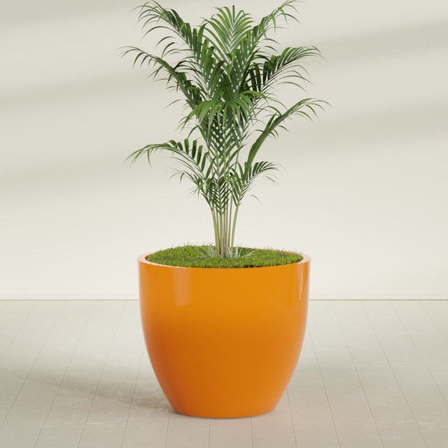 Wannsee Round fiberglass planter in Gloss Tangerine, planted, in a sunlit interior