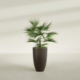 Brannan Tapered Round fiberglass planter in Matte Dark Brown, shown planted, in a sunlit interior