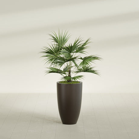 Brannan Tapered Round fiberglass planter in Matte Dark Brown, shown planted, in a sunlit interior