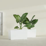 Panama Tapered Rectangular fiberglass planter in Gloss Bright White, shown planted, in a sunlit interior