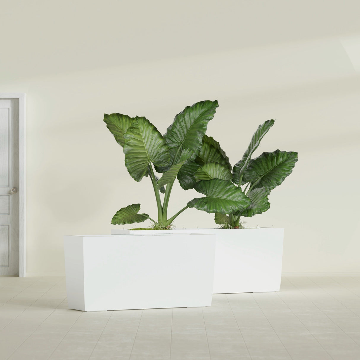 Panama Tapered Rectangular fiberglass planter in Gloss Bright White, shown planted, in a sunlit interior