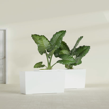 Panama Tapered Rectangular fiberglass planter in Gloss Bright White, shown planted, in a sunlit interior