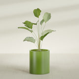 Rio Grande Cylinder fiberglass planter in Satin Green, shown planted, in a sunlit interior