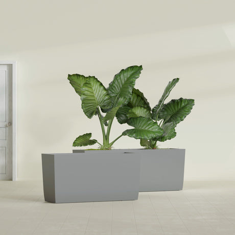 Panama Tapered Rectangular fiberglass planter in Matte Gunmetal, shown planted, in a sunlit interior
