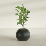 Globe fiberglass planter in Matte Charcoal, shown planted, in a sunlit interior
